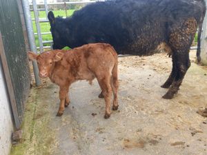 Super Cow & Calf - Image 4