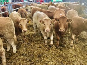 Charolais Cattle - Image 3