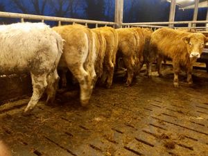 Serious Heifers - Image 2