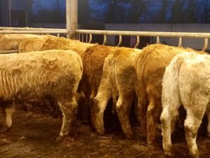 Serious Heifers - Image 3