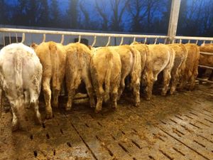Serious Heifers - Image 4