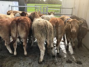 Top Class Heifers - Image 2