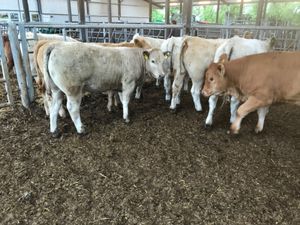 Top Class Heifers - Image 3