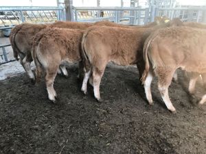 Top Class Heifers - Image 4