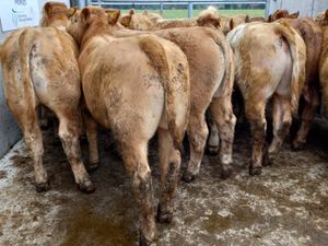 Choice Charolais Cattle - Image 2