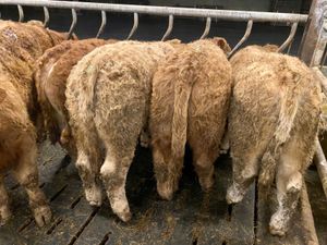 400kg Bullocks - Image 3