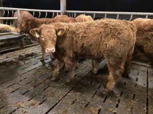400kg Bullocks - Image 4