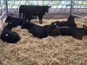 Reared Calves - Image 2