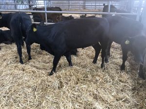 Reared Calves - Image 3
