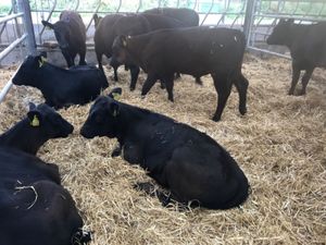 Reared Calves - Image 4