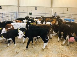 Reared Calves - Image 2