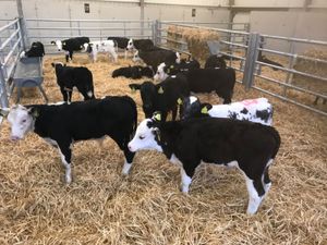 Reared Calves - Image 4