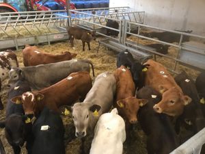 REARED CALVES - Image 2