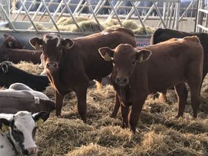 REARED CALVES - Image 4