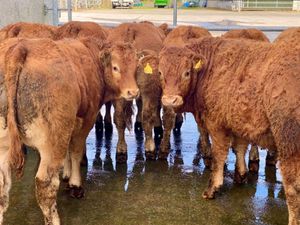 LMX BULLOCKS - Image 2