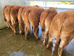 LMX BULLOCKS - Image 4