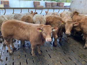 400kg Bulls - Image 2