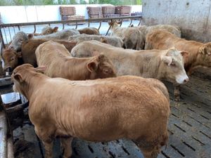 400kg Bulls - Image 3