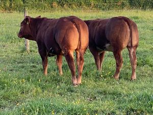 Store Heifers - Image 2