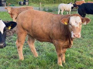 Store Heifers - Image 3