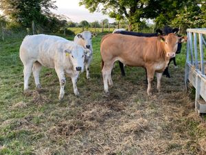 Store Heifers - Image 4