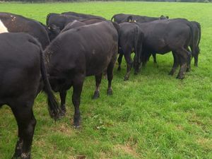 Angus Heifers - Image 4