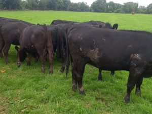 Angus Heifers - Image 2