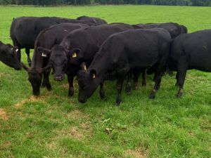 Angus Heifers - Image 3