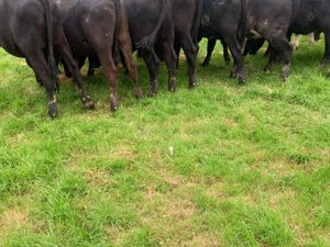 Angus Heifers - Image 4