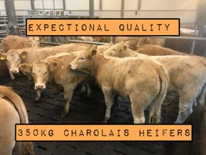 Top Class Heifers - Image 2