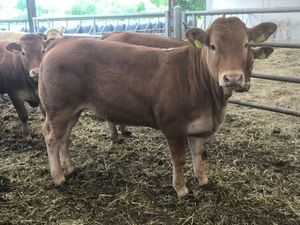Top Class Heifers - Image 4