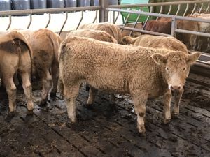 Top Class Heifers - Image 3