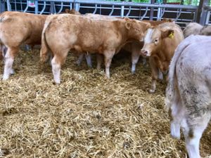 Fantastic Bullocks - Image 2