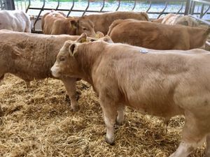 Fantastic Bullocks - Image 3
