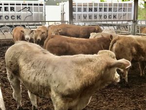 Fantastic Bullocks - Image 4