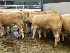 Lovely  Heifers - Image 2