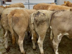 Lovely  Heifers - Image 4