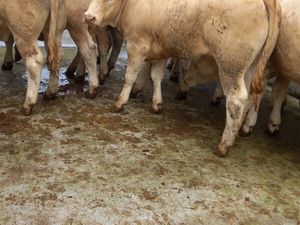 Lovely  Heifers - Image 3
