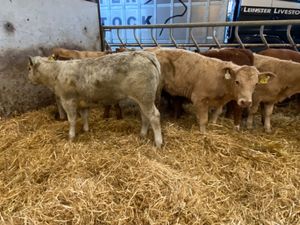 10 Runner Heifers - Image 4