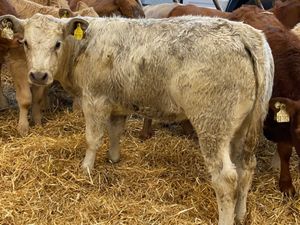 10 Runner Heifers - Image 3
