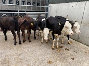 Reared Calves - Image 2