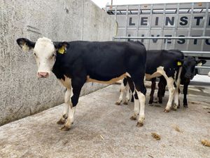 Reared Calves - Image 3