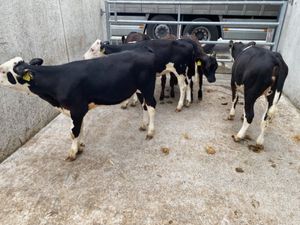 Reared Calves - Image 4