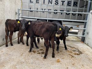 Angus Bulls - Image 3