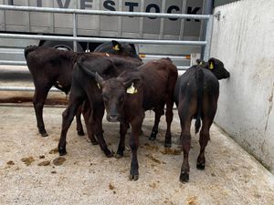 Angus Bulls - Image 4