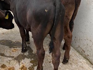 Angus Bulls - Image 2