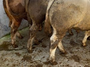 CHX Bullocks - Image 3