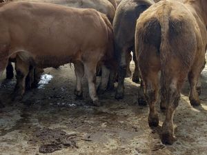 CHX Bullocks - Image 4