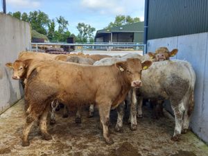 CHX Bullocks - Image 2