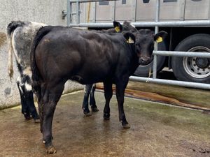 Runner Heifers - Image 2